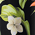 Hibiscus Floral/Black