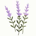 Embroidered lavender
